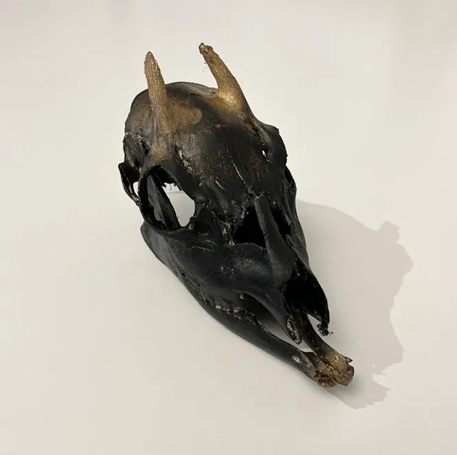 Hovedbilde Hjort - liten 1