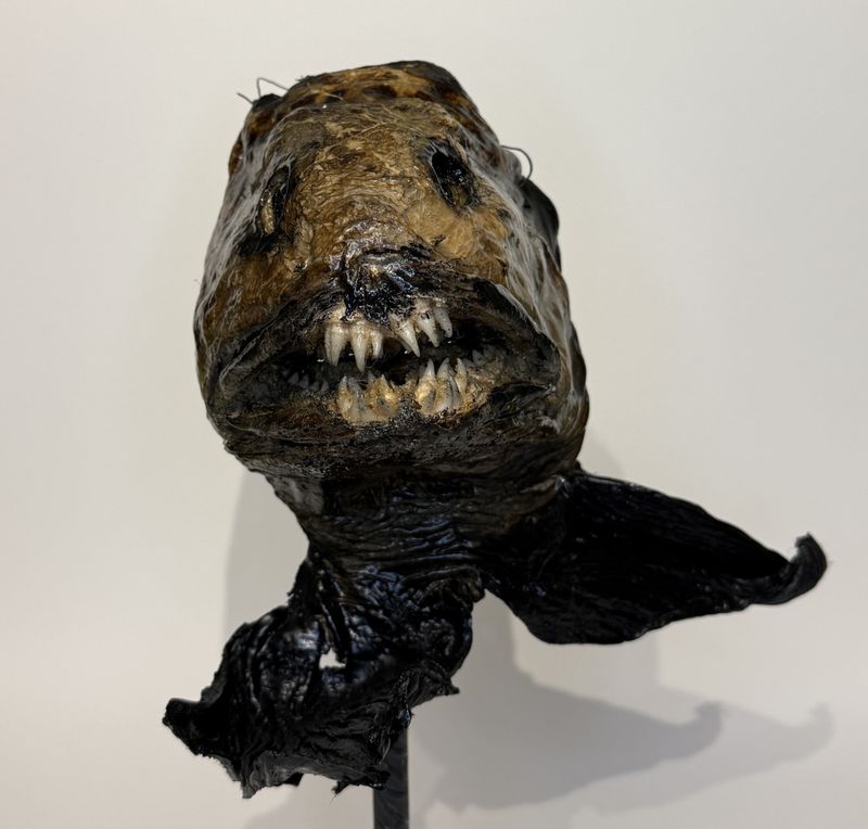 Steinbit, ekstra stor